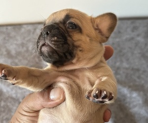 French Bulldog Puppy for Sale in CORDOVA, Tennessee USA