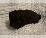 Small Photo #13 Havanese Puppy For Sale in ATHENS, GA, USA