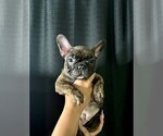 Puppy Puppy 2 French Bulldog