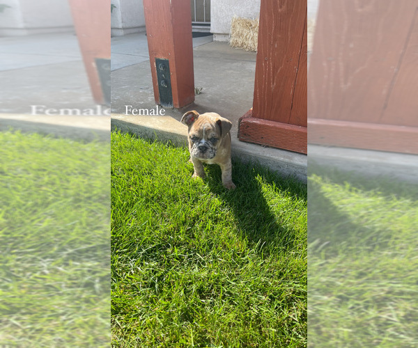 Medium Photo #4 English Bulldog Puppy For Sale in SOLEDAD, CA, USA