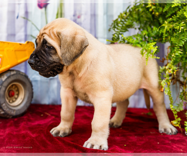 Medium Photo #19 Mastiff Puppy For Sale in WAKARUSA, IN, USA