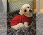 Small #1 Poodle (Miniature) Mix