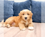 Small Photo #26 Goldendoodle (Miniature) Puppy For Sale in MILLERSBURG, OH, USA