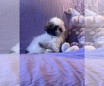 Small Photo #3 Shih Tzu-Unknown Mix Puppy For Sale in HOPKINSVILLE/PRINCETON, KY, NH, USA