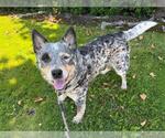Small Mutt