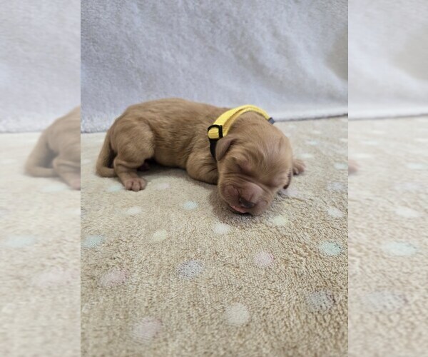 Medium Photo #1 Goldendoodle Puppy For Sale in WILLIAMSTOWN, KY, USA