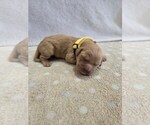 Image preview for Ad Listing. Nickname: Butterscotch