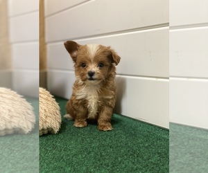 Cavapoo Puppy for sale in BULLARD, TX, USA