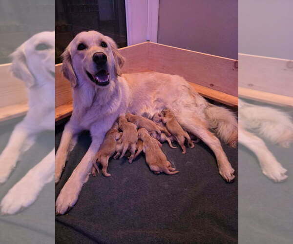 Medium Photo #1 Golden Retriever Puppy For Sale in SWARTZ CREEK, MI, USA