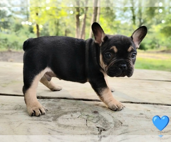 Medium Photo #4 French Bulldog Puppy For Sale in CARTHAGE, TX, USA
