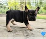Small #3 French Bulldog