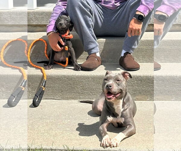 Medium Photo #1 Mutt Puppy For Sale in Mount Laurel, NJ, USA