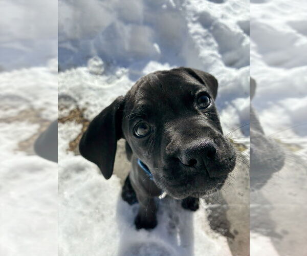 Medium Photo #5 Boweimar Puppy For Sale in Brewster, NY, USA