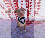 Small #8 American Pit Bull Terrier-American Staffordshire Terrier Mix