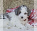 Small #3 Poodle (Miniature)