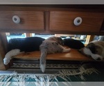 Image preview for Ad Listing. Nickname: Litter of 2