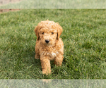 Small #1 Cock-A-Poo-Goldendoodle Mix