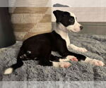 Small #8 American Pit Bull Terrier-Border Collie Mix
