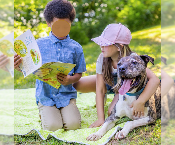 Medium Photo #3 Mastiff-Staffordshire Bull Terrier Mix Puppy For Sale in Decatur, GA, USA