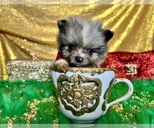 Medium Photo #10 Pomeranian Puppy For Sale in HAYWARD, CA, USA