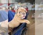 Puppy Kanyon English Bulldog