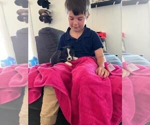 Pembroke Welsh Corgi Puppy for sale in SHALLOTTE, NC, USA