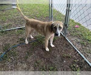 Mutt Dogs for adoption in Ocala, FL, USA