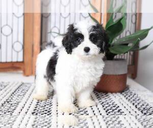 Shih-Poo Puppy for sale in NAPLES, FL, USA