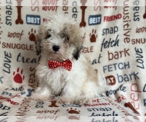 Zuchon Puppy for sale in LAKELAND, FL, USA