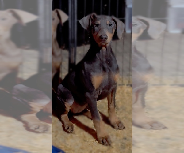 Medium Photo #6 Doberman Pinscher Puppy For Sale in YUCCA VALLEY, CA, USA