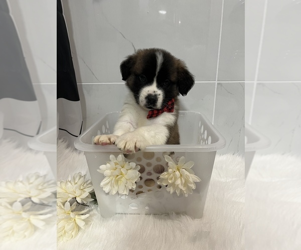 Medium Photo #6 Saint Bernard Puppy For Sale in WHITESBORO, NY, USA