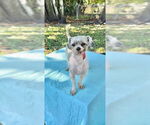 Small #7 Shih Tzu