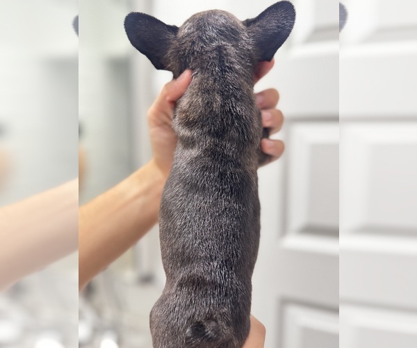 Medium Photo #7 French Bulldog Puppy For Sale in LAVEEN, AZ, USA