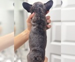Small #6 French Bulldog