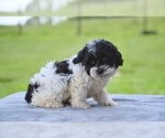 Small #3 ShihPoo