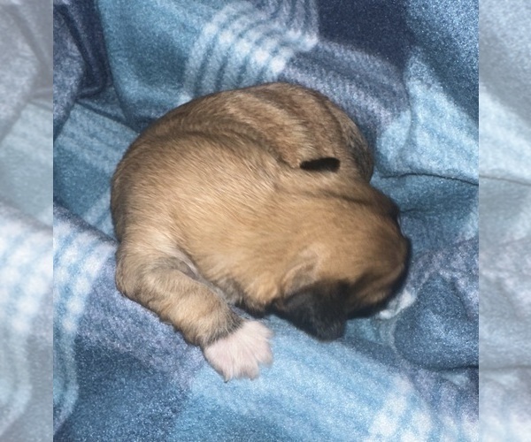 Medium Photo #7 Maltipoo (Miniature)-Shih Tzu Mix Puppy For Sale in MIDDLEBURG, FL, USA