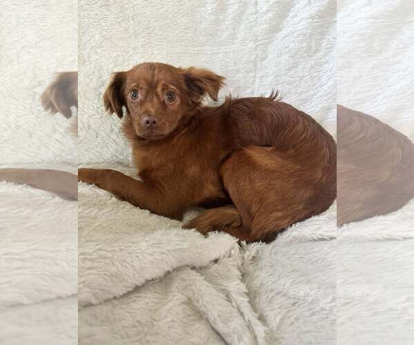 Medium Photo #3 Chiranian Puppy For Sale in Greenville, SC, USA