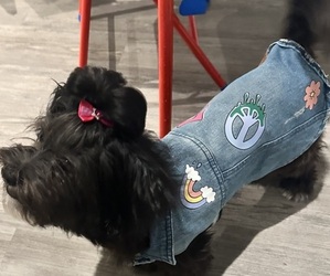 Shih-Poo Puppy for sale in CHESAPEAKE, VA, USA