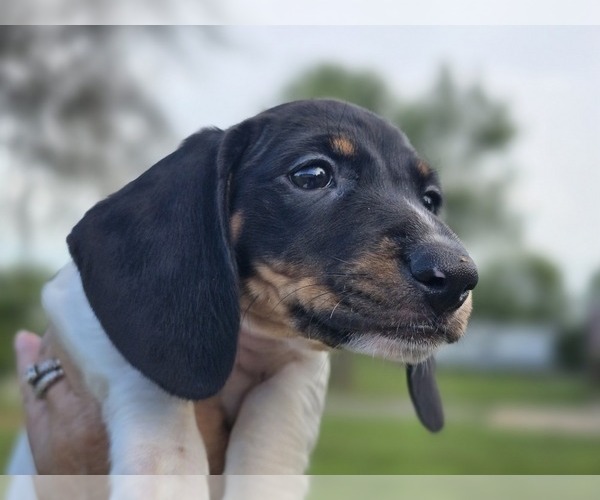 Medium Photo #6 Dachshund Puppy For Sale in CHOCTAW, OK, USA