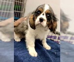 Small #1 Cavalier King Charles Spaniel