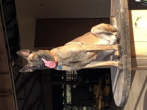 Belgian Malinois Puppy for sale in MARBLE FALLS, TX, USA