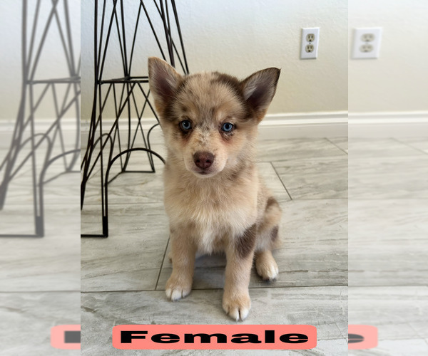 Medium Photo #1 Pomsky Puppy For Sale in PORTERVILLE, CA, USA