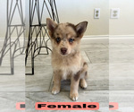 Small Pomsky