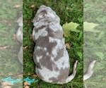 Small #4 Catahoula Leopard Dog