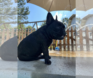 Mother of the French Bulldog puppies born on 05/16/2025