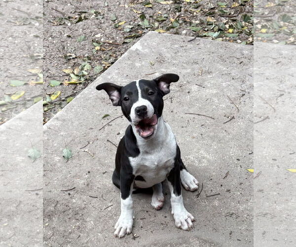 Medium Photo #1 Boston Huahua Puppy For Sale in Sanford, FL, USA