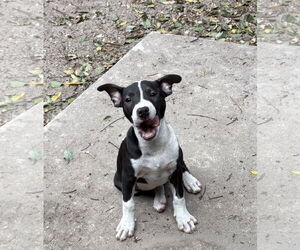 Boston Huahua Dogs for adoption in Sanford, FL, USA