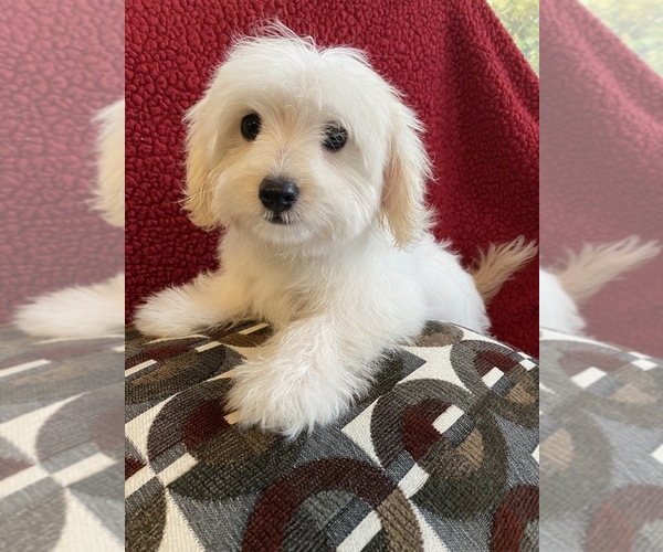 Medium Photo #5 Maltese-Poodle (Toy) Mix Puppy For Sale in RICHMOND, IL, USA