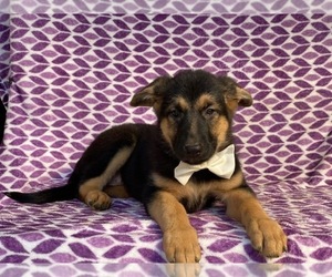 German Shepherd Dog Puppy for sale in LANCASTER, PA, USA