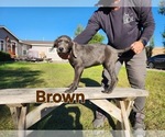 Puppy Brown Collar Labrador Retriever